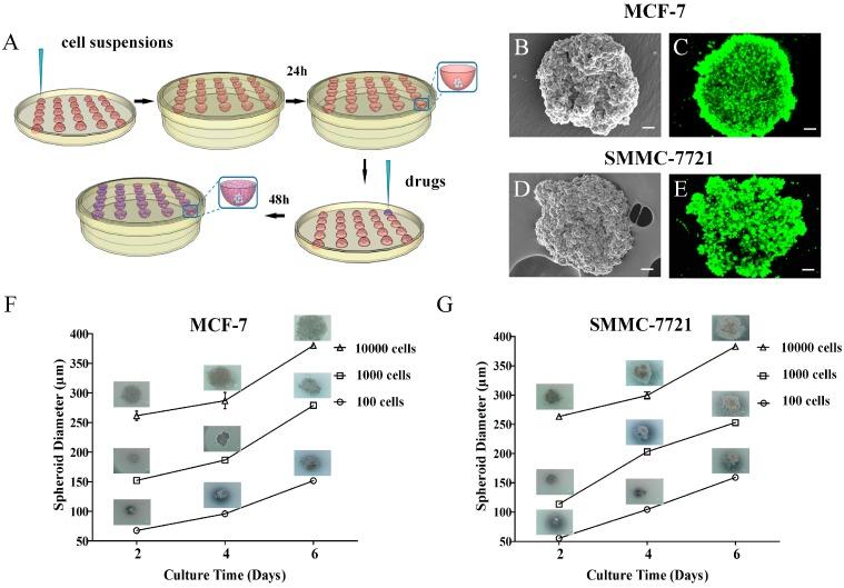 https://cdn.ncbi.nlm.nih.gov/pmc/blobs/c61f/6273785/ee7db14c6252/molecules-21-00954-g001.jpg
