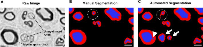 https://cdn.ncbi.nlm.nih.gov/pmc/blobs/c622/8993871/030294862d4f/41598_2022_10066_Fig2_HTML.jpg