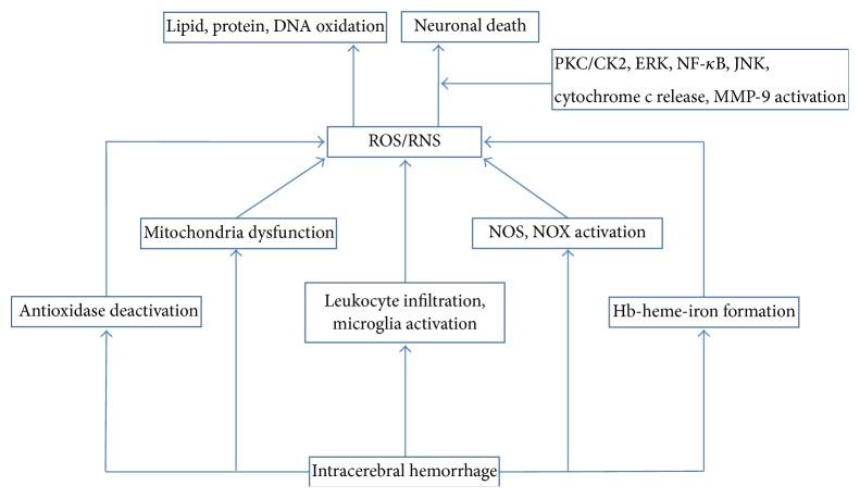 https://cdn.ncbi.nlm.nih.gov/pmc/blobs/c624/4710930/6e8504ff883c/OMCL2016-3215391.002.jpg