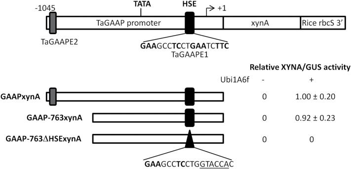 https://cdn.ncbi.nlm.nih.gov/pmc/blobs/c628/4321556/e41c8dc90188/exbotj_eru462_f0007.jpg