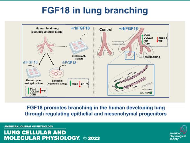 https://cdn.ncbi.nlm.nih.gov/pmc/blobs/c62a/10027085/f6f251bfe2da/l-00316-2022r01.jpg