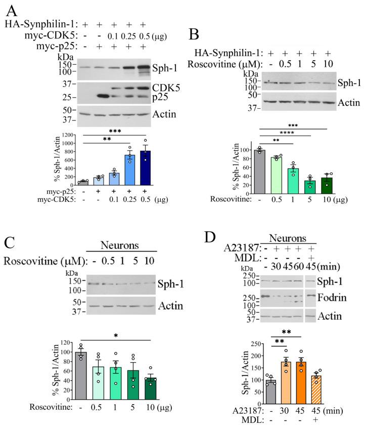 https://cdn.ncbi.nlm.nih.gov/pmc/blobs/c62a/12386666/63f79221c31c/ijms-26-08048-g004.jpg