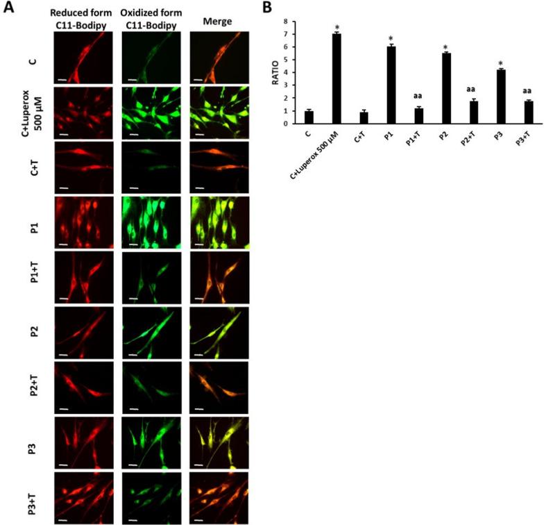 https://cdn.ncbi.nlm.nih.gov/pmc/blobs/c62b/11606047/6295fc92760b/13023_2024_3453_Fig5_HTML.jpg