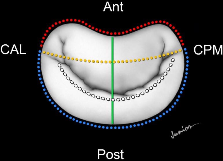 https://cdn.ncbi.nlm.nih.gov/pmc/blobs/c62c/4541779/6920d3e2f58c/rbccv-30-03-0325-g02.jpg