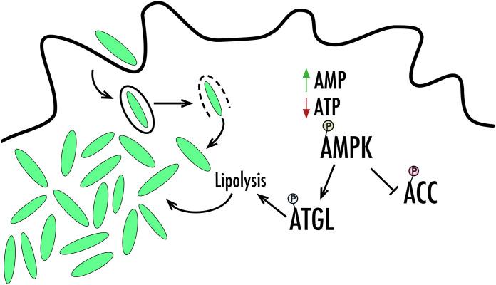 https://cdn.ncbi.nlm.nih.gov/pmc/blobs/c632/9387300/2d79a3edcb32/iai.00155-22-f006.jpg