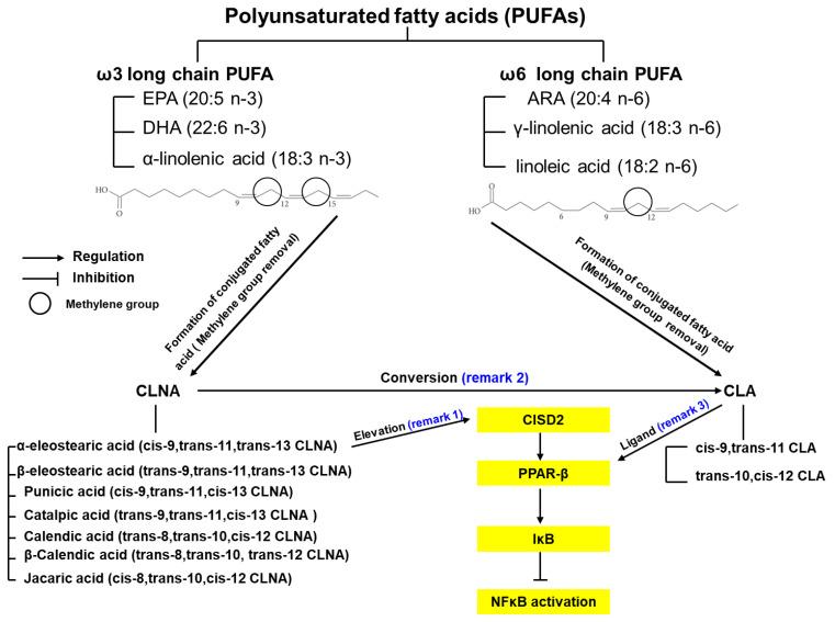 https://cdn.ncbi.nlm.nih.gov/pmc/blobs/c634/8037269/29a003f6ba02/ijms-22-03289-g002.jpg