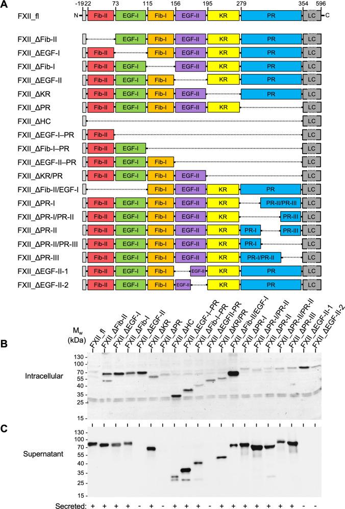 https://cdn.ncbi.nlm.nih.gov/pmc/blobs/c634/8458485/c97c3dc8279e/41467_2021_25888_Fig1_HTML.jpg