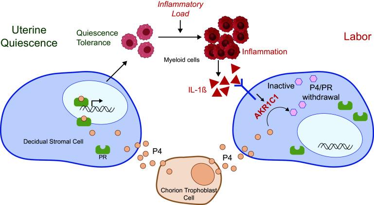 https://cdn.ncbi.nlm.nih.gov/pmc/blobs/c635/11194587/18dd4e6f9214/pnas.2400601121fig06.jpg
