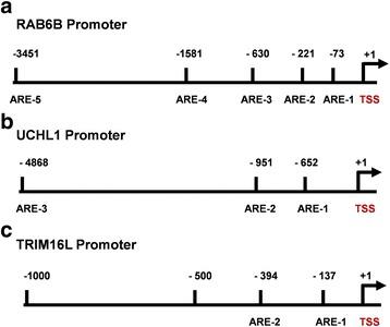 https://cdn.ncbi.nlm.nih.gov/pmc/blobs/c635/5756380/75fb26e6b1c3/12885_2017_3907_Fig4_HTML.jpg