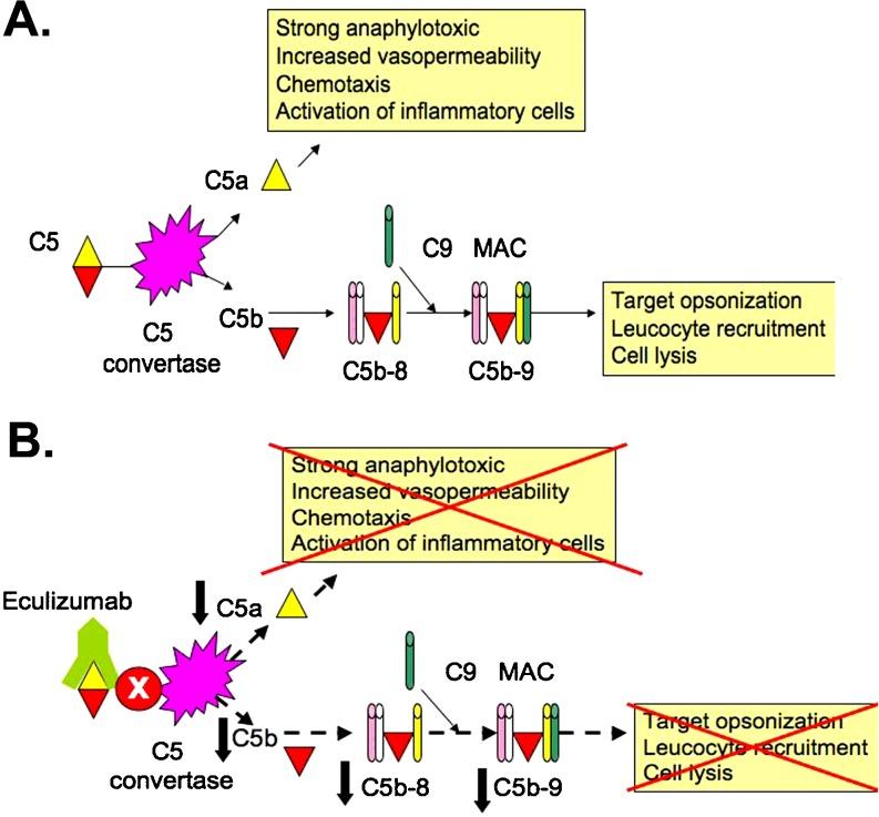 https://cdn.ncbi.nlm.nih.gov/pmc/blobs/c636/2991208/cca528347bd9/467_2010_1556_Fig2_HTML.jpg