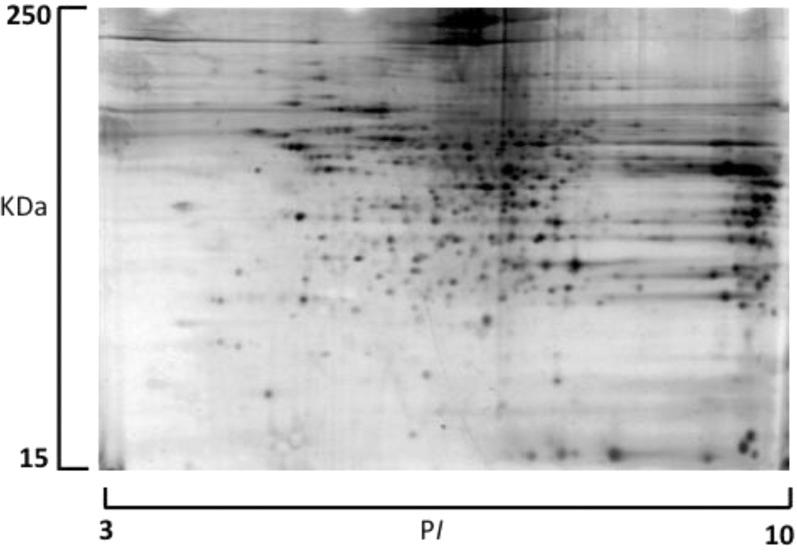https://cdn.ncbi.nlm.nih.gov/pmc/blobs/c637/3993965/d5fe0952527e/pr-2013-01122m_0010.jpg
