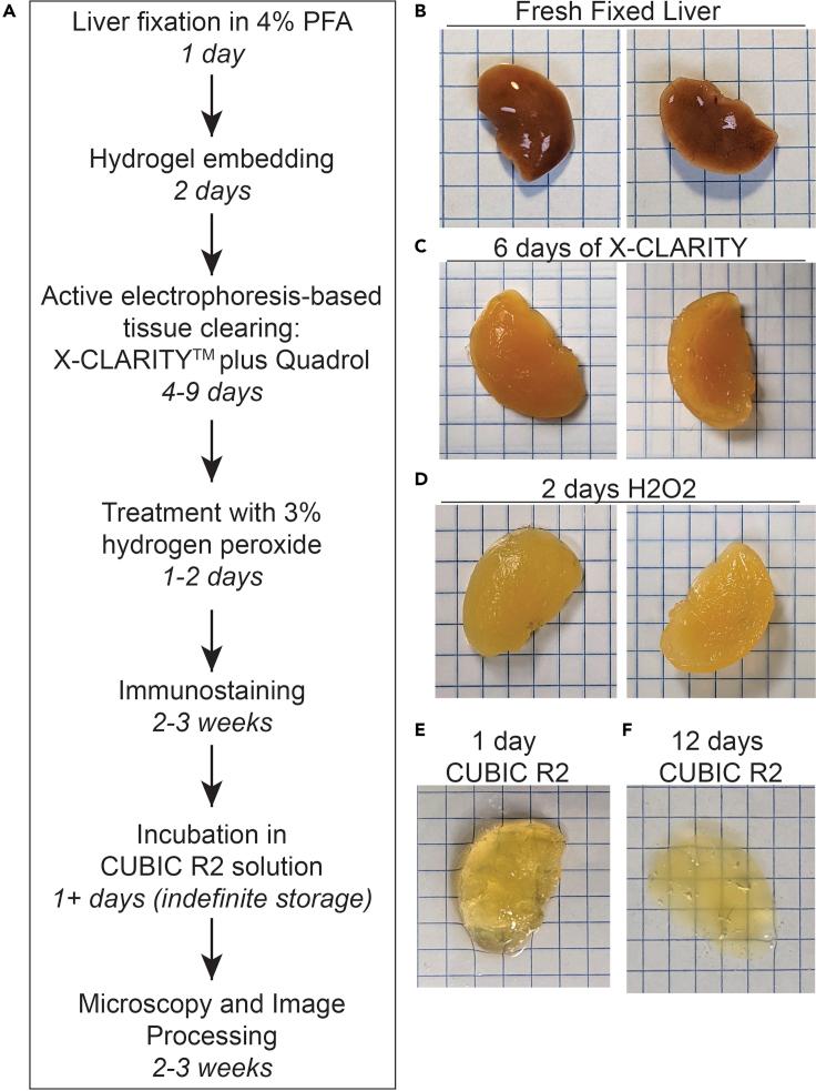 https://cdn.ncbi.nlm.nih.gov/pmc/blobs/c637/8857608/1e0068f5fa54/gr2.jpg