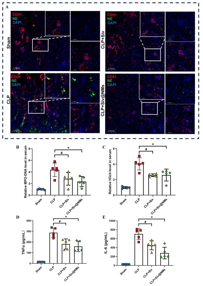 https://cdn.ncbi.nlm.nih.gov/pmc/blobs/c638/12196302/b0fa85ea0315/pharmaceutics-17-00766-g004.jpg