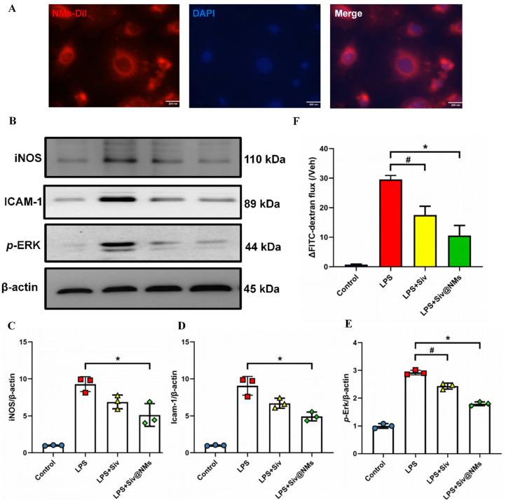https://cdn.ncbi.nlm.nih.gov/pmc/blobs/c638/12196302/f4df9e4fe499/pharmaceutics-17-00766-g005.jpg
