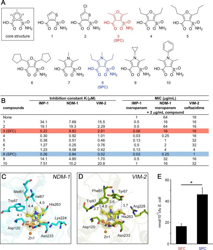 https://cdn.ncbi.nlm.nih.gov/pmc/blobs/c639/7078479/000a2db83f74/mBio.03144-19-f0004.jpg