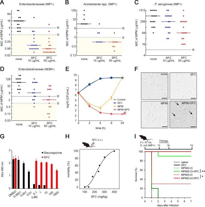https://cdn.ncbi.nlm.nih.gov/pmc/blobs/c639/7078479/e10d430ce4f7/mBio.03144-19-f0002.jpg