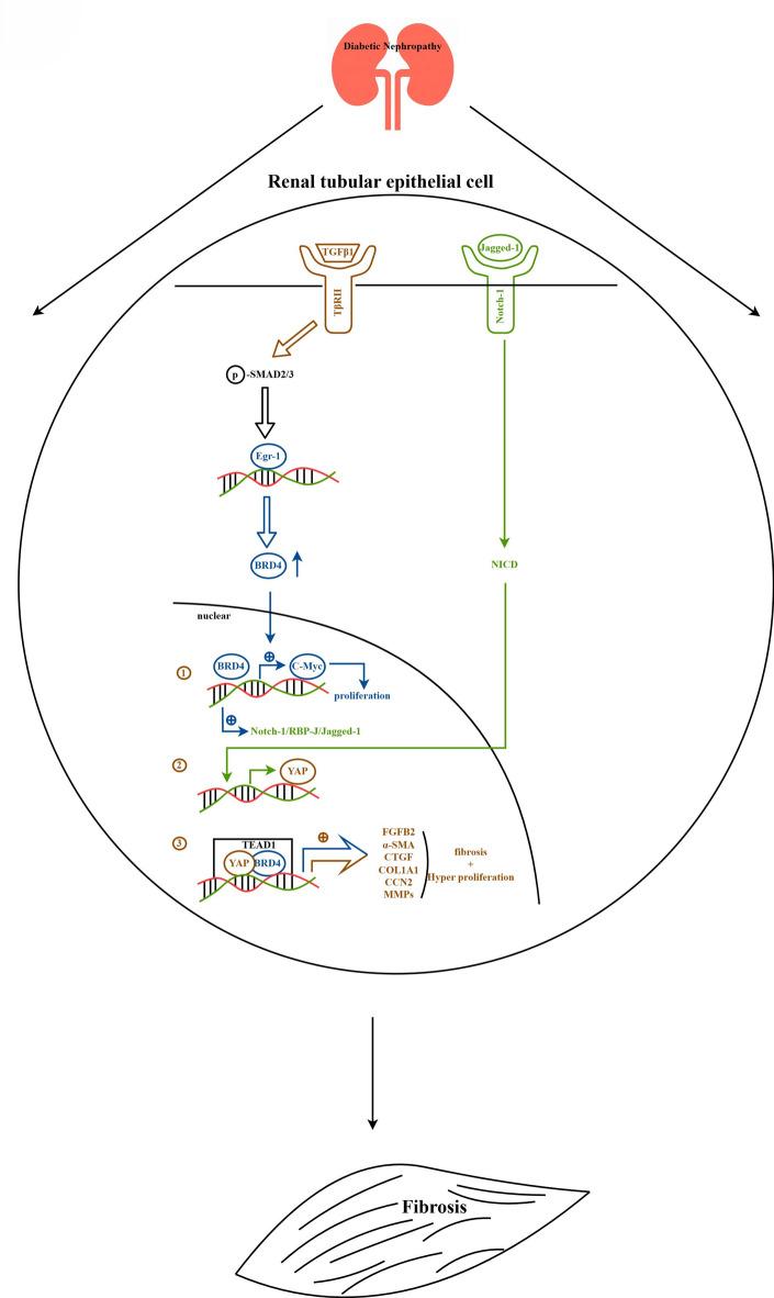 https://cdn.ncbi.nlm.nih.gov/pmc/blobs/c63a/12256632/a27842636155/41598_2025_10143_Fig6_HTML.jpg