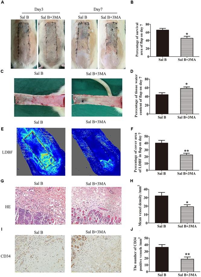 https://cdn.ncbi.nlm.nih.gov/pmc/blobs/c63a/6206168/a8d8334e71ff/fphar-09-01178-g007.jpg