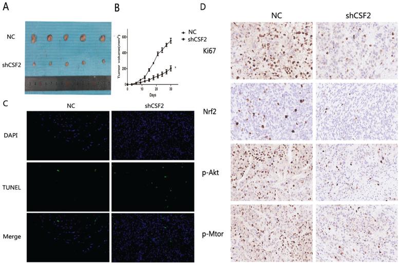 https://cdn.ncbi.nlm.nih.gov/pmc/blobs/c63d/11134447/3040061ec7c3/jcav15p3242g007.jpg
