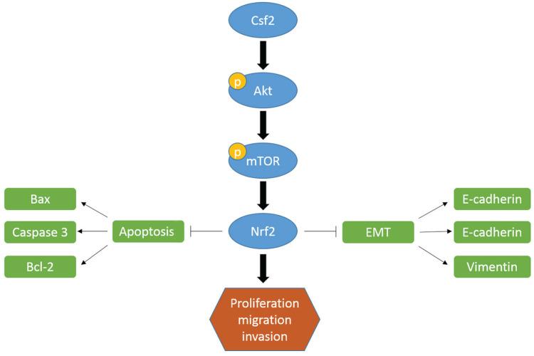 https://cdn.ncbi.nlm.nih.gov/pmc/blobs/c63d/11134447/e19c5f7afda1/jcav15p3242g008.jpg