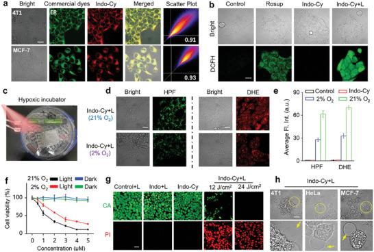 https://cdn.ncbi.nlm.nih.gov/pmc/blobs/c63f/11884606/32852d3db25d/ADVS-12-2409007-g005.jpg
