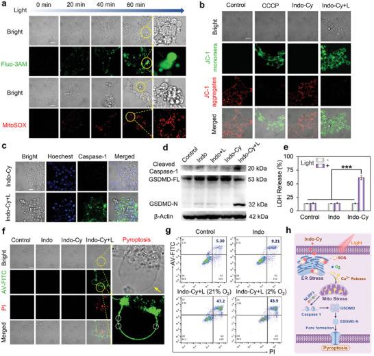 https://cdn.ncbi.nlm.nih.gov/pmc/blobs/c63f/11884606/3d1c565c45ab/ADVS-12-2409007-g004.jpg