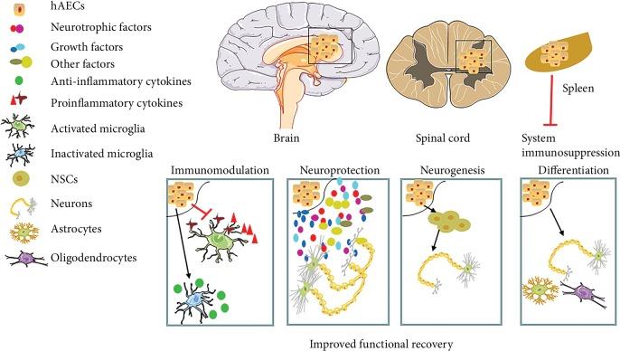https://cdn.ncbi.nlm.nih.gov/pmc/blobs/c63f/6886344/d45e52cfeb28/SCI2019-5432301.002.jpg