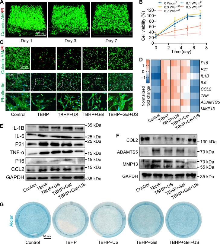 https://cdn.ncbi.nlm.nih.gov/pmc/blobs/c640/12333687/baf49ed62768/sciadv.adu6860-f3.jpg