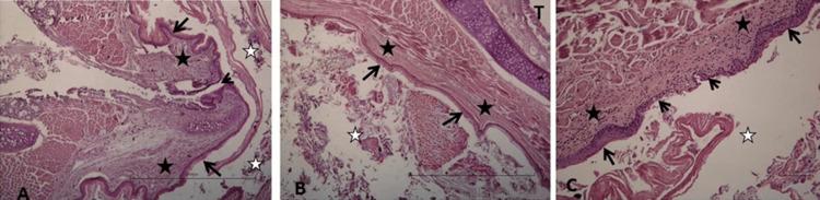 https://cdn.ncbi.nlm.nih.gov/pmc/blobs/c641/11466056/55421c3dd39a/cureus-0016-00000069085-i04.jpg