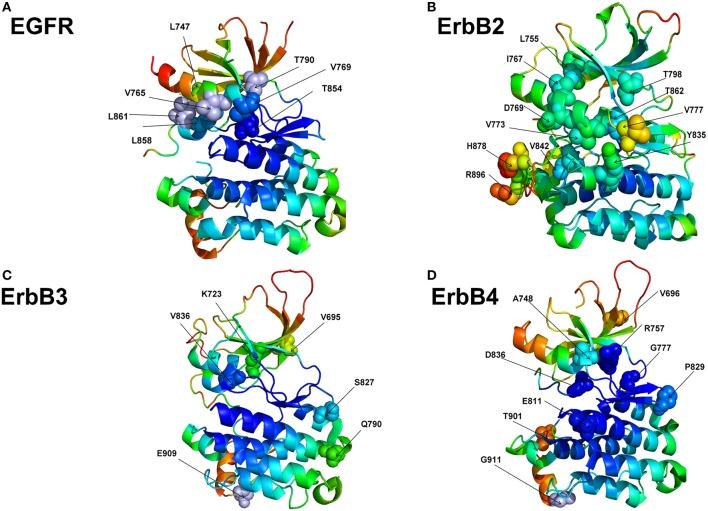 https://cdn.ncbi.nlm.nih.gov/pmc/blobs/c641/6579812/5ed7038e1fe8/fmolb-06-00044-g0008.jpg