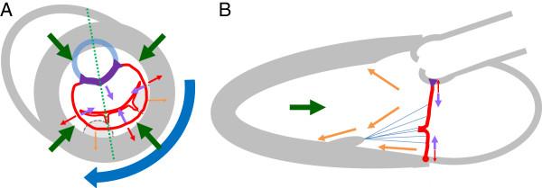 https://cdn.ncbi.nlm.nih.gov/pmc/blobs/c643/4277822/7eadb7b33c87/12947_2014_543_Fig1_HTML.jpg