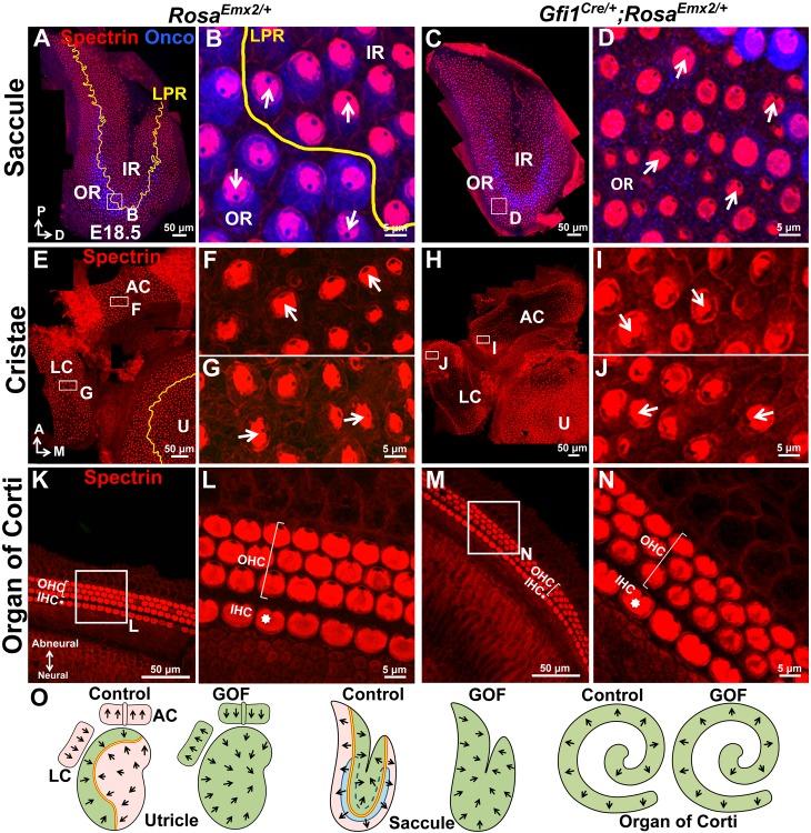 https://cdn.ncbi.nlm.nih.gov/pmc/blobs/c643/5388538/0dc4cfd7c86e/elife-23661-fig5.jpg