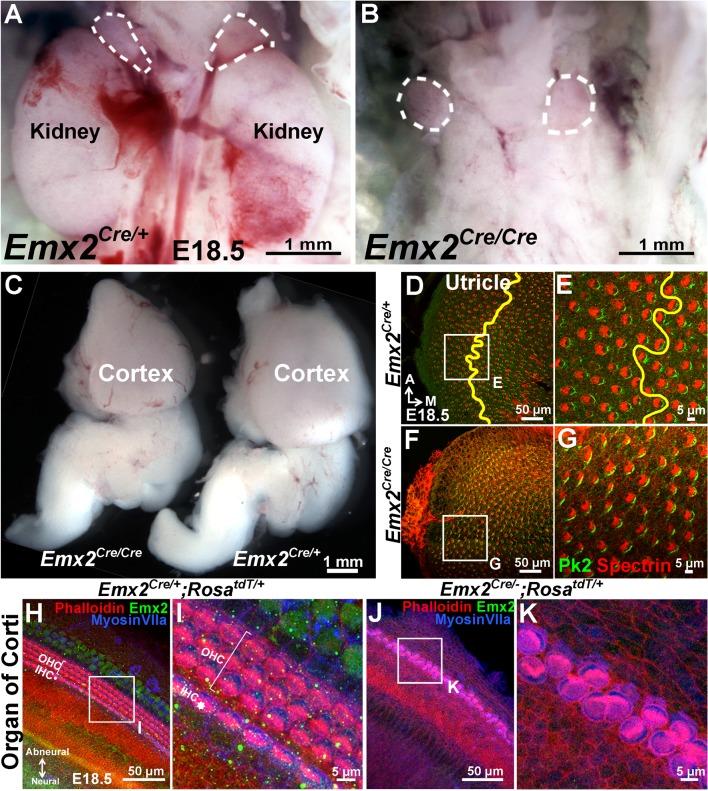 https://cdn.ncbi.nlm.nih.gov/pmc/blobs/c643/5388538/1ed28b0d13bd/elife-23661-fig2-figsupp2.jpg