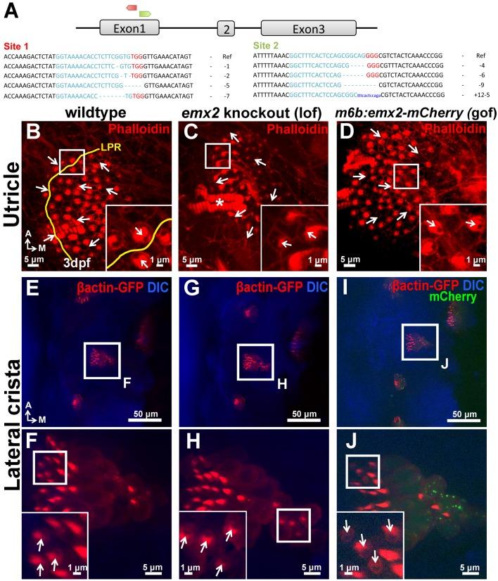 https://cdn.ncbi.nlm.nih.gov/pmc/blobs/c643/5388538/48c26098e1d2/elife-23661-fig10-figsupp1.jpg