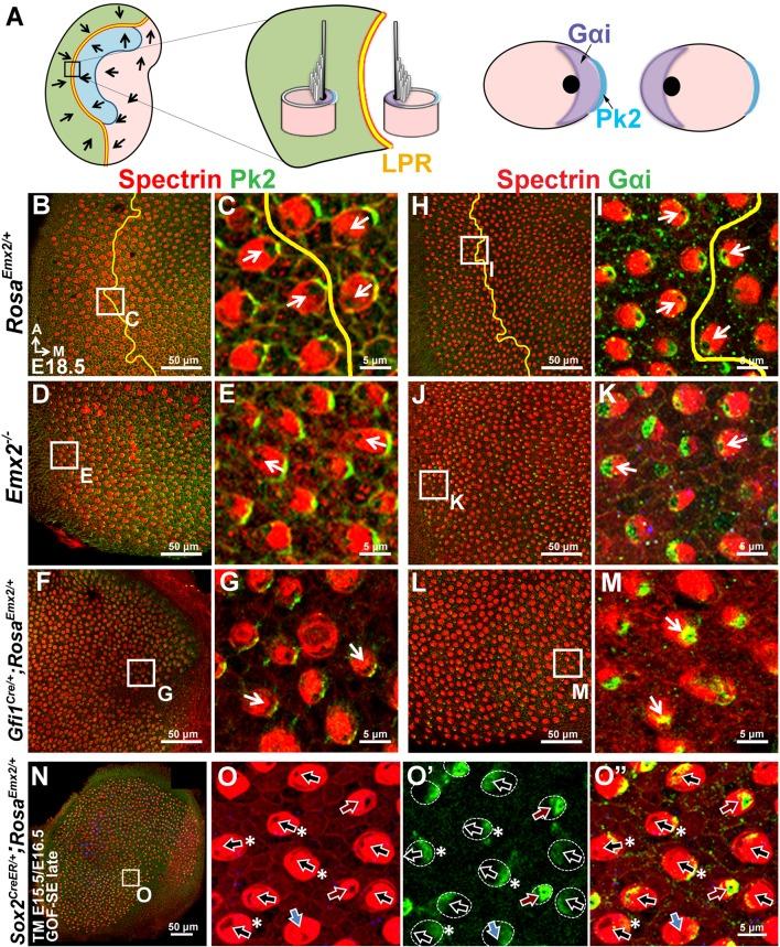 https://cdn.ncbi.nlm.nih.gov/pmc/blobs/c643/5388538/6b81d07f8f75/elife-23661-fig6.jpg