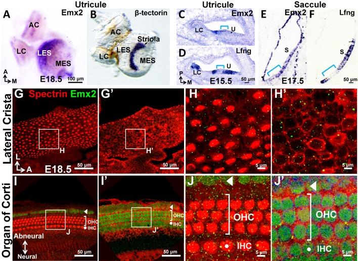 https://cdn.ncbi.nlm.nih.gov/pmc/blobs/c643/5388538/a50f30cf482f/elife-23661-fig1-figsupp1.jpg
