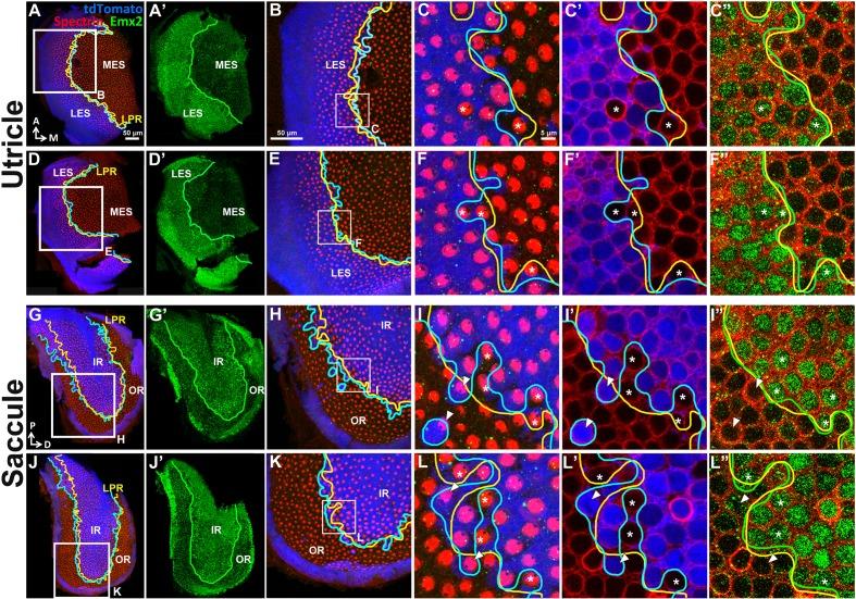 https://cdn.ncbi.nlm.nih.gov/pmc/blobs/c643/5388538/a73553482e46/elife-23661-fig2-figsupp1.jpg
