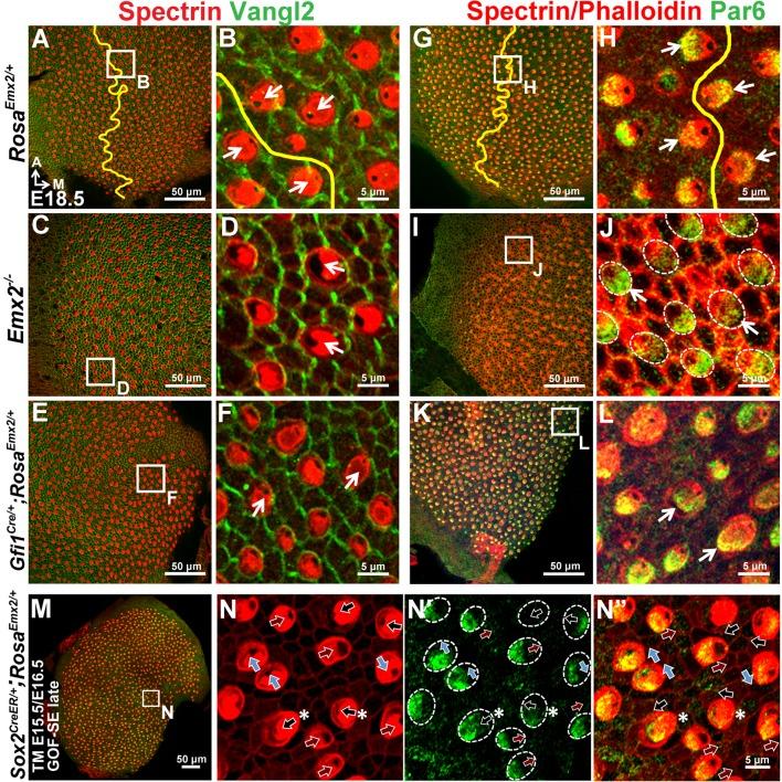 https://cdn.ncbi.nlm.nih.gov/pmc/blobs/c643/5388538/aa4afc878f79/elife-23661-fig6-figsupp1.jpg