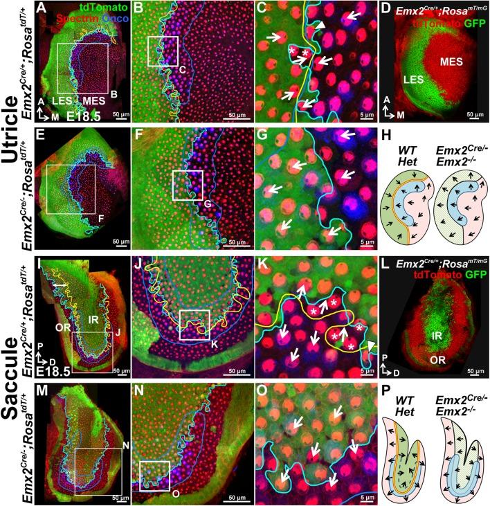 https://cdn.ncbi.nlm.nih.gov/pmc/blobs/c643/5388538/dcdb26b07130/elife-23661-fig2.jpg
