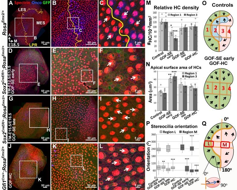 https://cdn.ncbi.nlm.nih.gov/pmc/blobs/c643/5388538/ead17ff75dec/elife-23661-fig4.jpg