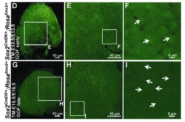 https://cdn.ncbi.nlm.nih.gov/pmc/blobs/c643/5388538/f244632a6100/elife-23661-resp-fig1.jpg