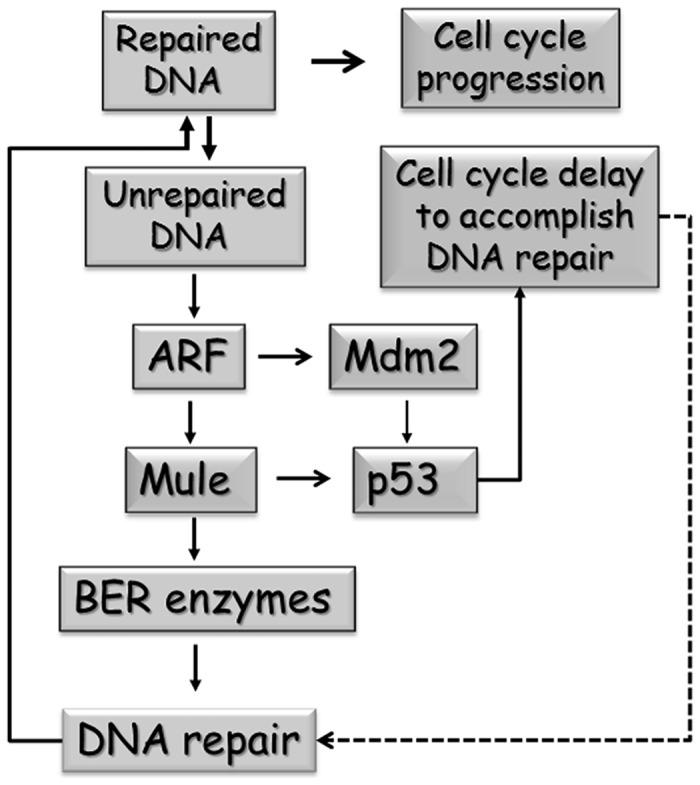 https://cdn.ncbi.nlm.nih.gov/pmc/blobs/c64e/3616742/5e450275c47b/gkt076f5p.jpg