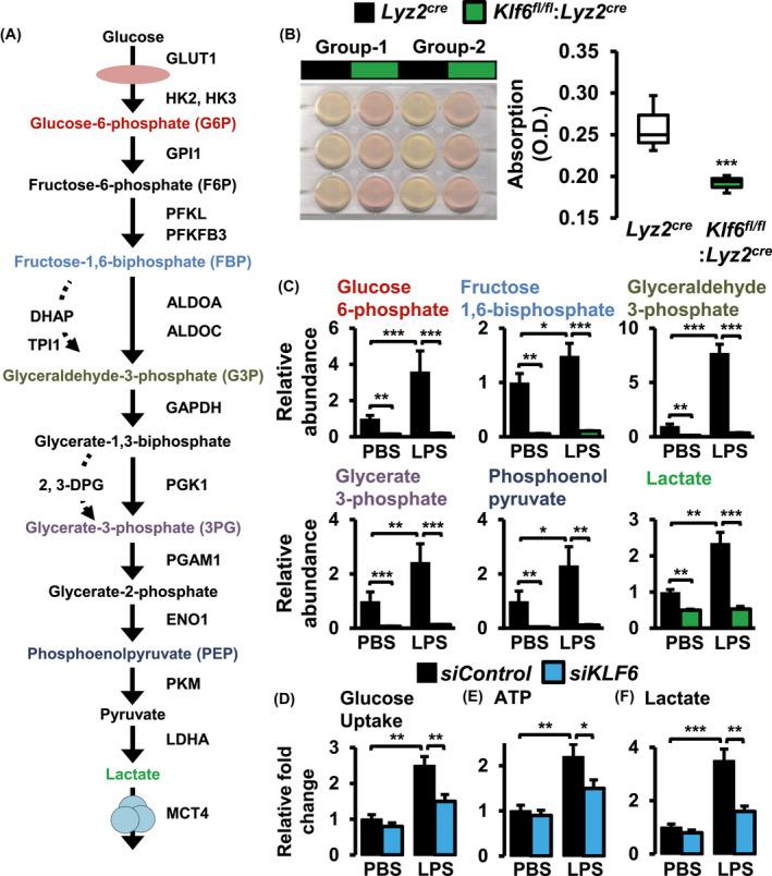 https://cdn.ncbi.nlm.nih.gov/pmc/blobs/c652/9292212/0c6ea66e3401/FSB2-34-3209-g003.jpg
