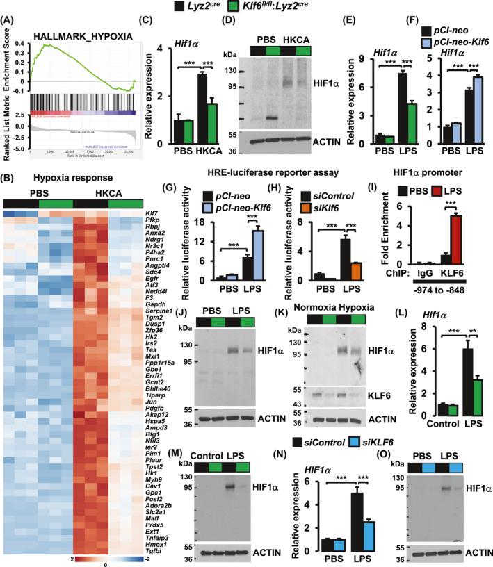 https://cdn.ncbi.nlm.nih.gov/pmc/blobs/c652/9292212/72550a7ef0f2/FSB2-34-3209-g001.jpg