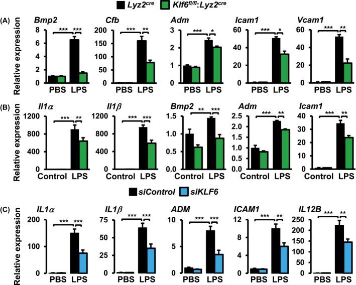 https://cdn.ncbi.nlm.nih.gov/pmc/blobs/c652/9292212/792c9052e682/FSB2-34-3209-g007.jpg