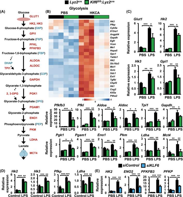 https://cdn.ncbi.nlm.nih.gov/pmc/blobs/c652/9292212/d93bf9588827/FSB2-34-3209-g006.jpg