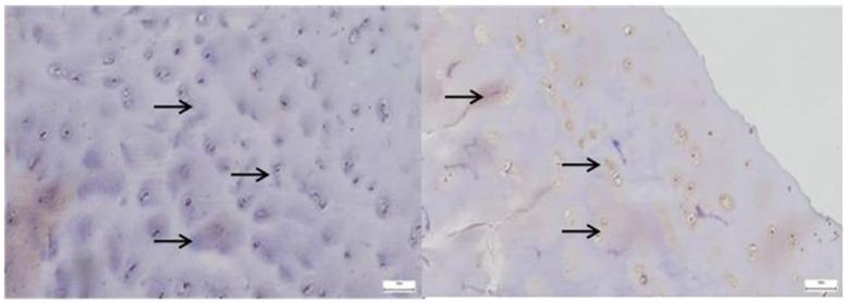 https://cdn.ncbi.nlm.nih.gov/pmc/blobs/c656/12345908/132354351445/diagnostics-15-01932-g004.jpg