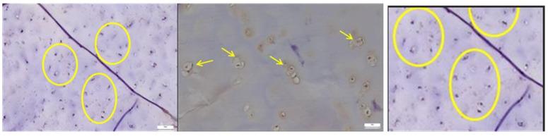 https://cdn.ncbi.nlm.nih.gov/pmc/blobs/c656/12345908/4811998f17d9/diagnostics-15-01932-g011.jpg