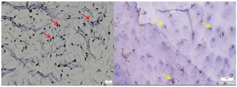 https://cdn.ncbi.nlm.nih.gov/pmc/blobs/c656/12345908/af09086d014c/diagnostics-15-01932-g012.jpg