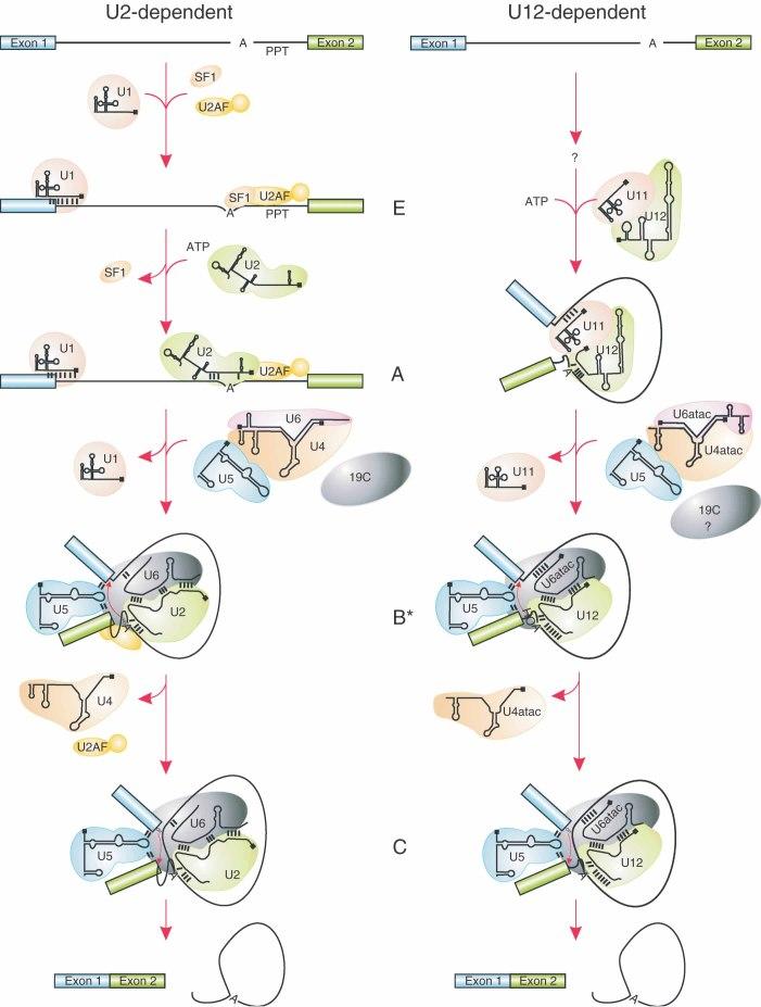 https://cdn.ncbi.nlm.nih.gov/pmc/blobs/c656/3584512/27da0a11ca2f/wrna0004-0061-f3.jpg